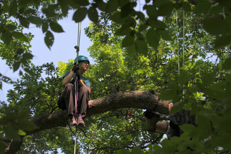 TREETOP EXPLORER - Tree Climbing Adventures and Training