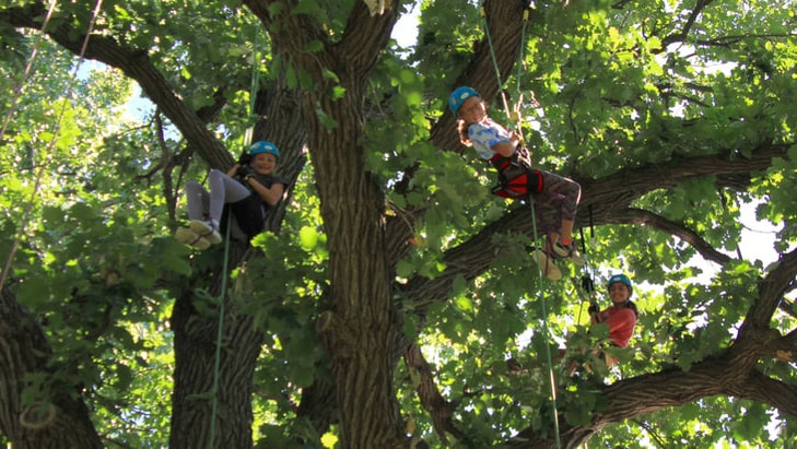 Brothers spending time together climbing a large tree