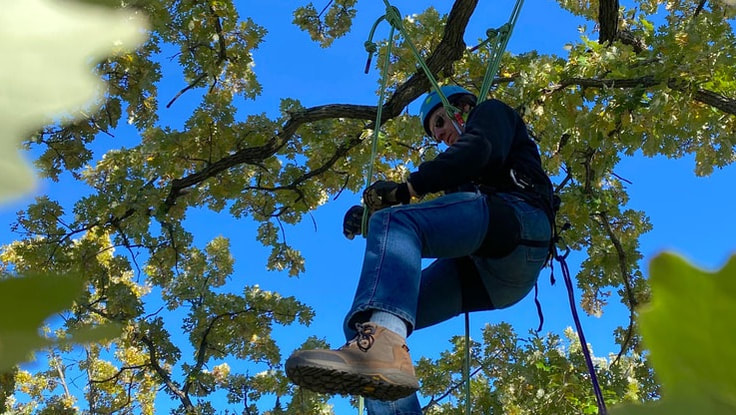 Learning how to climb a tree using the climbing knots